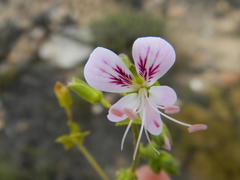 Pelargonium englerianum