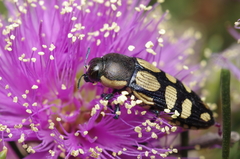 Castiarina subcincta