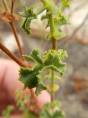Pelargonium englerianum