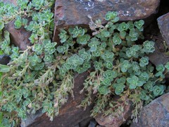 Veronica telephiifolia glareosa