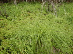 Carex appendiculata