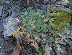 Alchemilla sericea