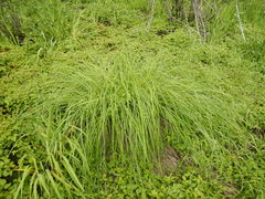 Carex appendiculata