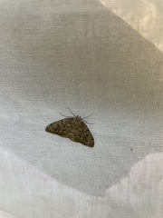 Nepytia pellucidaria