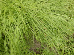 Carex appendiculata