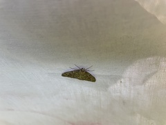 Nepytia pellucidaria