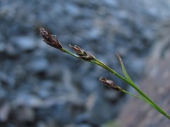 Carex tristis