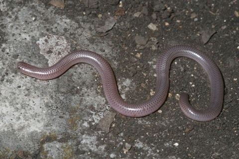 Texas Blind Snake