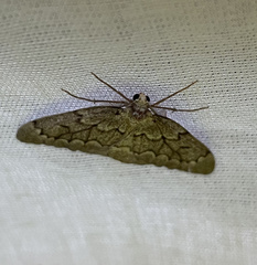 Nepytia pellucidaria