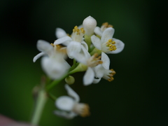 Atalantia racemosa