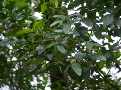 Atalantia racemosa