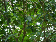 Atalantia racemosa