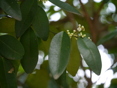 Atalantia racemosa