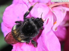 Bombus ganjsuensis