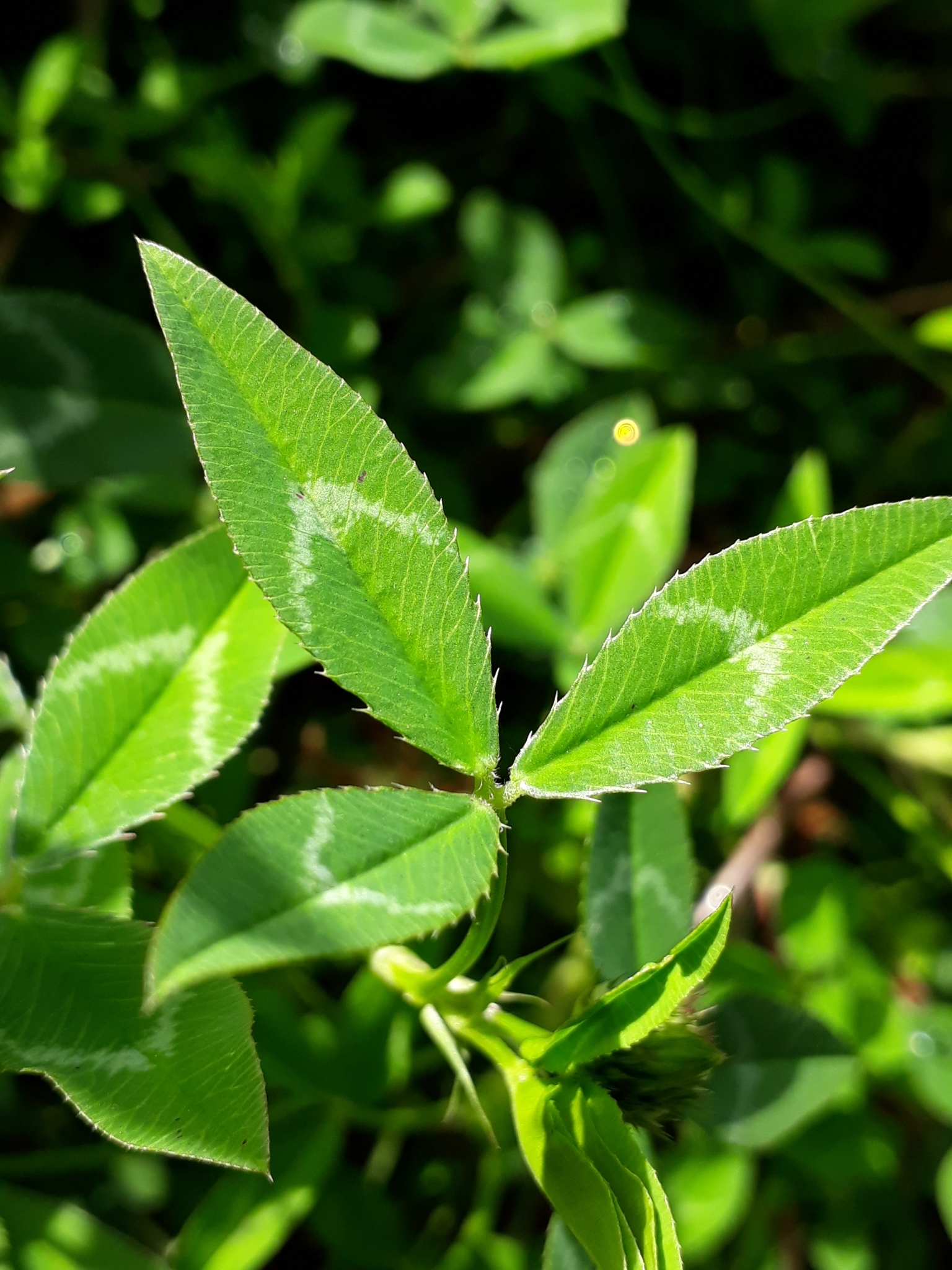 Trifolium vesiculosum