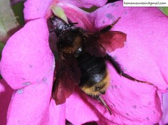 Bombus koreanus