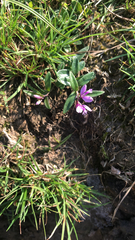 Rhinotropis californica