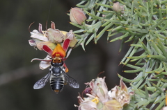 Megachile chrysopyga