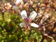 Pelargonium crithmifolium