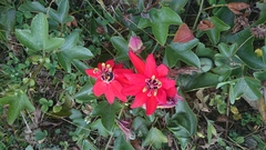 Image of Passiflora manicata