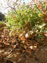 Pelargonium crithmifolium