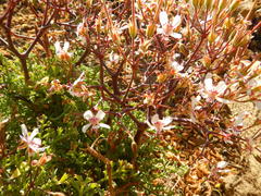 Pelargonium crithmifolium