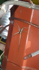 Heteropoda ocyalina