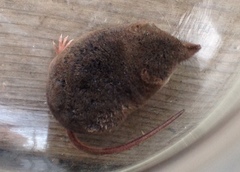 Sorex monticola