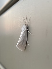Schoenobiinae