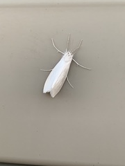 Schoenobiinae
