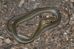 Masticophis schotti