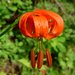 Red Lily - Photo (c) Gunera, some rights reserved (CC BY-SA)
