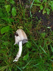 Coprinopsis atramentaria