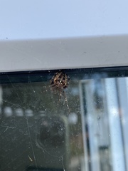 Araneus diadematus