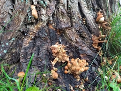 Armillaria