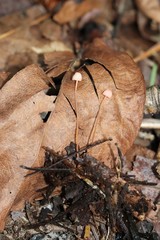 Mycena pterigena