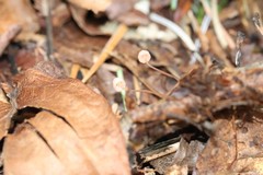 Mycena pterigena
