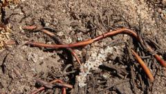 Monomorium excelsior