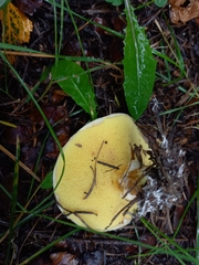 Suillus grevillei