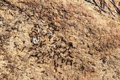 Monomorium excelsior