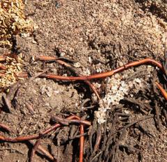 Monomorium excelsior