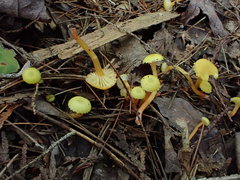 Hygrocybe parvula