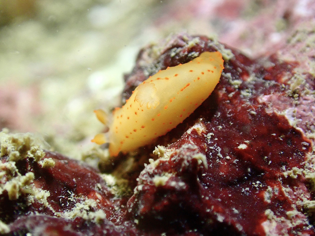 Gymnodoris citrina from Lamma & Po Toi, New Territories, HK on