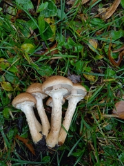 Armillaria