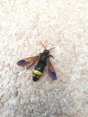 Scolia erythrocephala