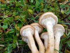 Armillaria
