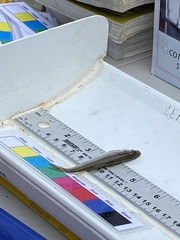 Notropis atherinoides