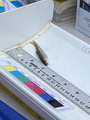 Notropis atherinoides