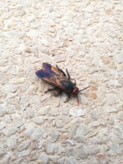 Scolia erythrocephala