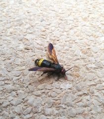 Scolia erythrocephala